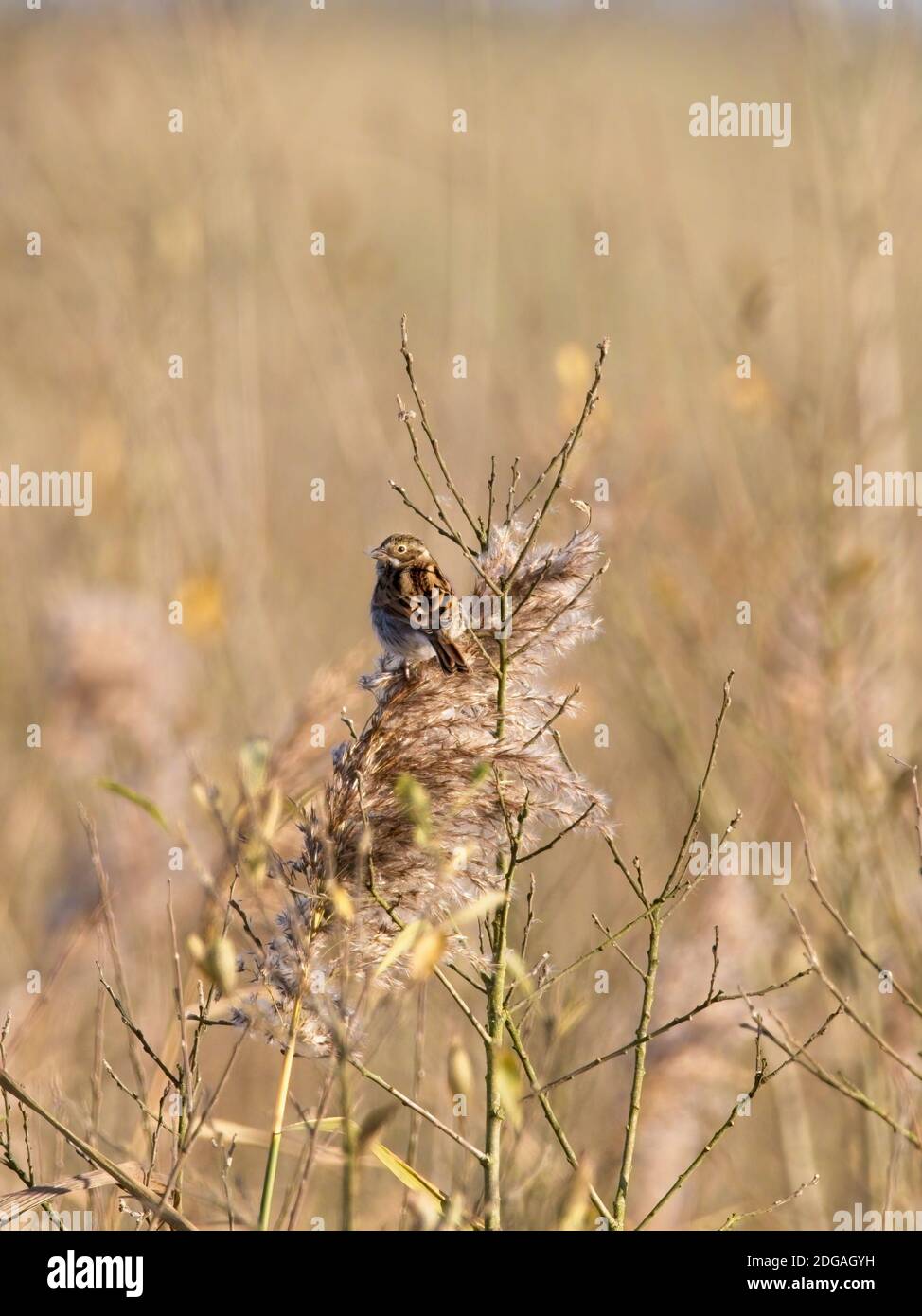 A Reed Bunting (Emberiza schoeniclus) in its winter plumage clinging onto a reed at St Aidan's, an RSPB reserve in Leeds, West Yorkshire. Stock Photo