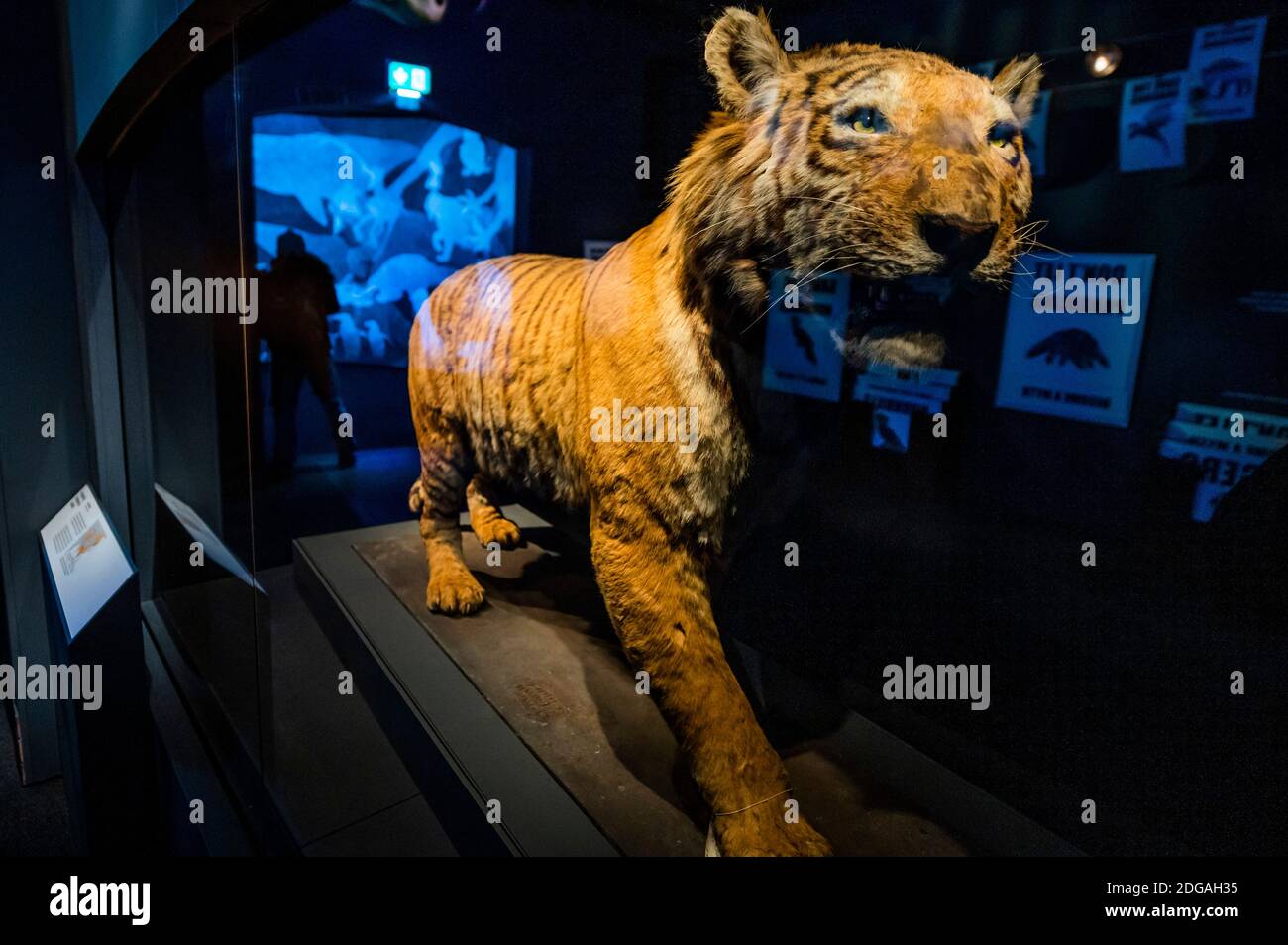 Caspian tiger hi-res stock photography and images - Alamy