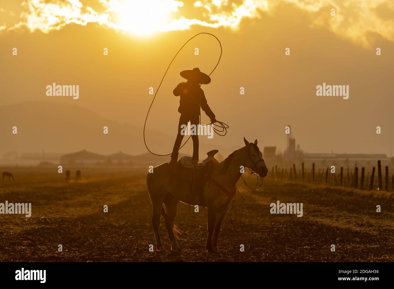 A Young Mexican Charro (Cowboy) Rounds Up A Herd of Horses Running Through The Field On A
