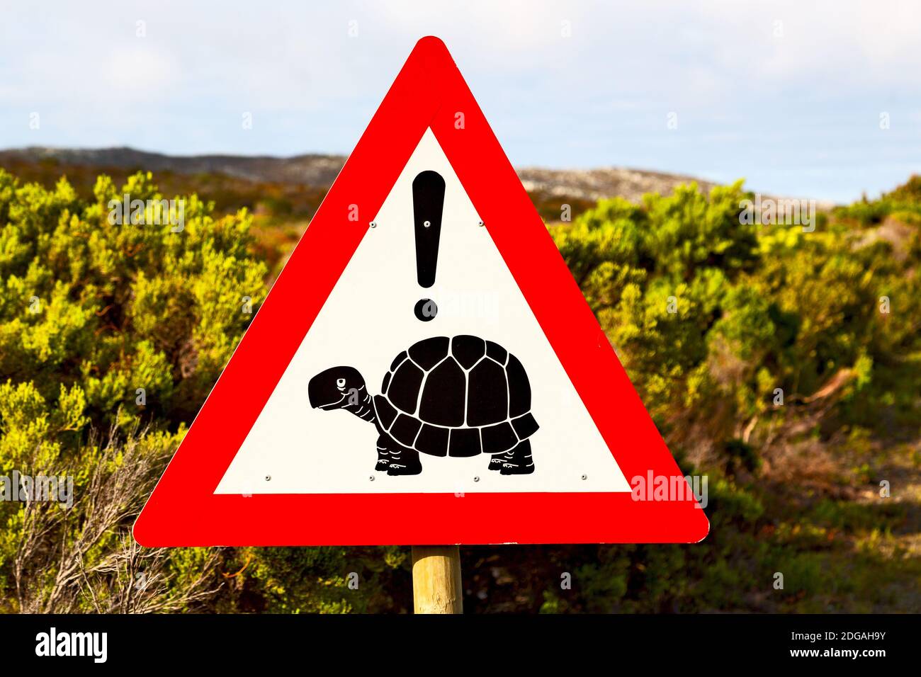 In south africa close up of the turtle  sign Stock Photo