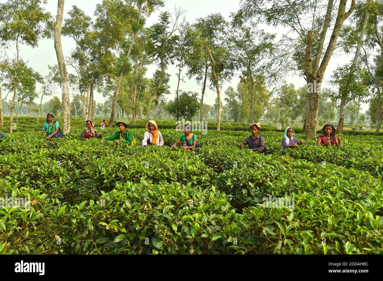 (201208) -- SREEMANGAL, Dec. 8, 2020 (Xinhua) -- Women pick tea leaves at a garden in Sreemangal, Bangladesh, Dec. 7, 2020. (Xinhua) Stock Photo