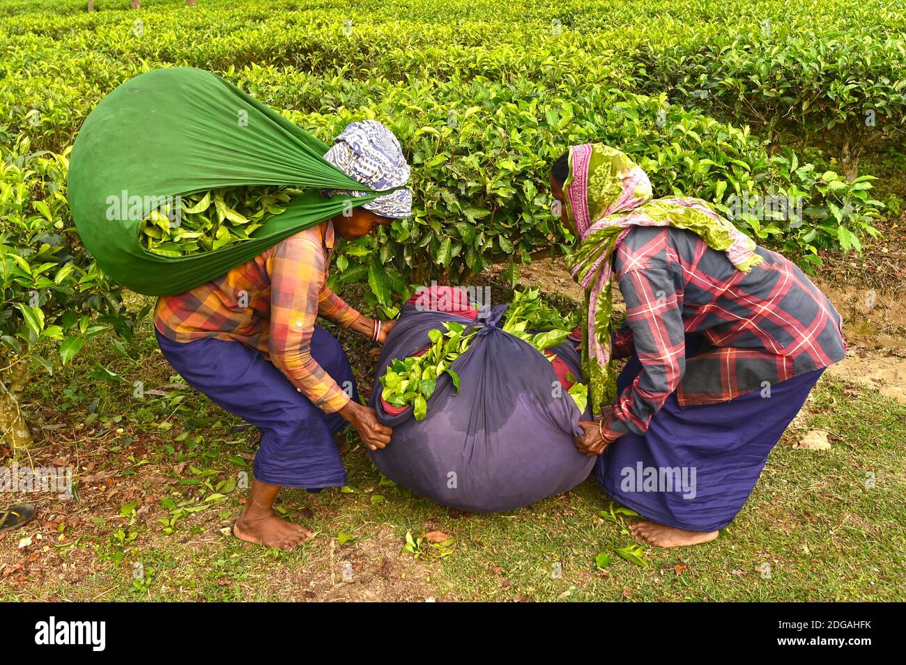(201208) -- SREEMANGAL, Dec. 8, 2020 (Xinhua) -- Women carry tea leaves at a garden in Sreemangal, Bangladesh, Dec. 7, 2020. (Xinhua) Stock Photo