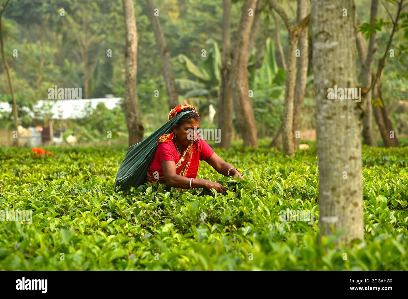 (201208) -- SREEMANGAL, Dec. 8, 2020 (Xinhua) -- A woman picks tea leaves at a garden in Sreemangal, Bangladesh, Dec. 7, 2020. (Xinhua) Stock Photo
