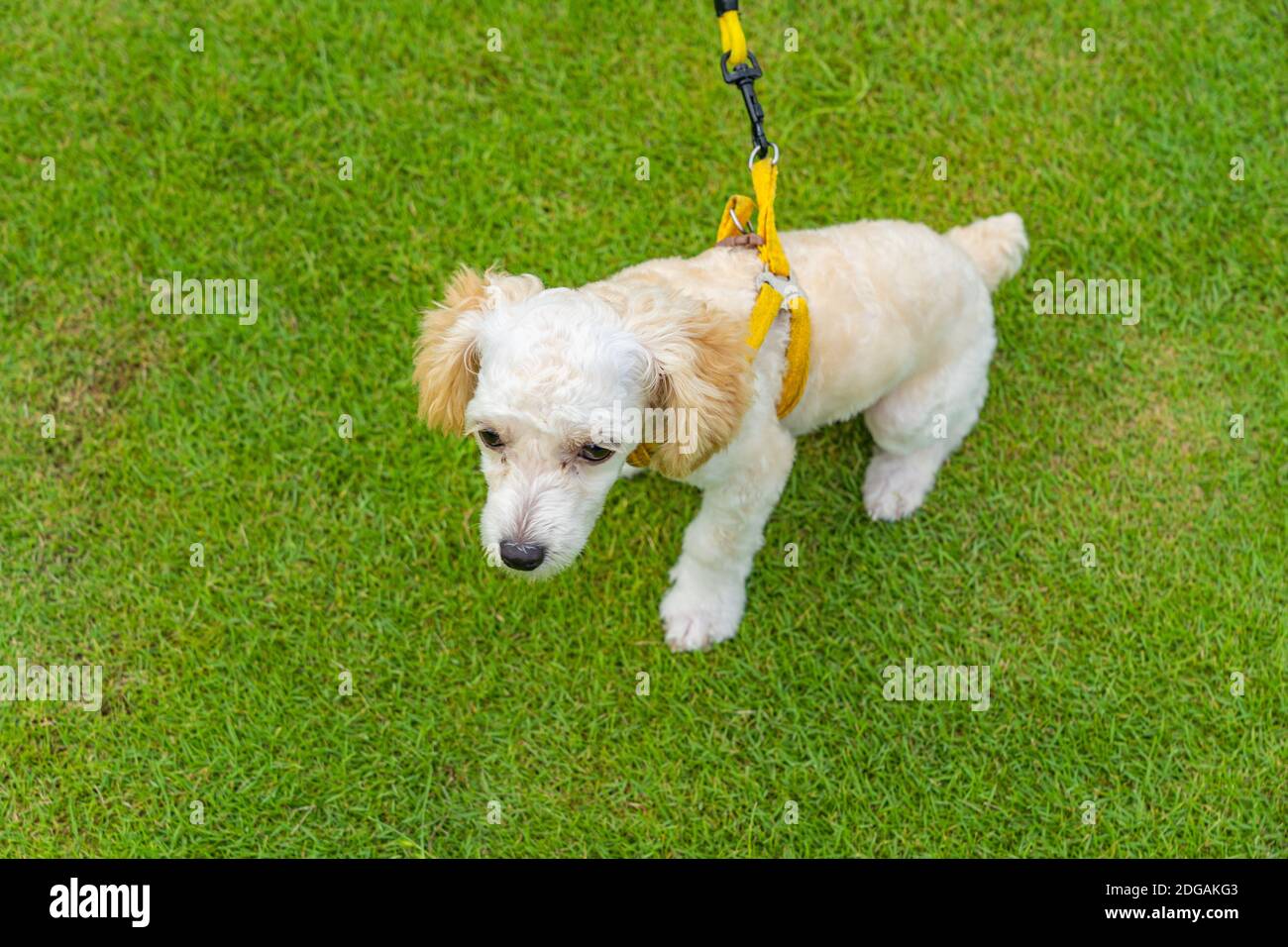 Tiny white poodle puppy sitting on grass field at the park Stock Photo ...