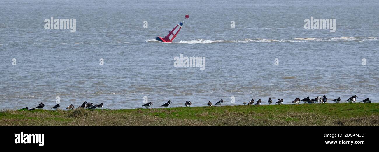 The swift current of the River Dee tide force the navigational buoy to lean dramatically for an audience of oystercatchers. Stock Photo
