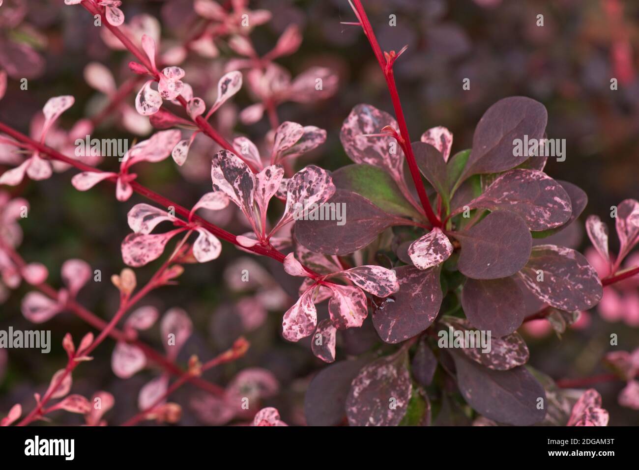 Red, cream and pink variegated leaves of Berberis thunbergii f. atropurpureum 'Harlequin' a deciduous compact, spiny ornamental shrub, Berkshire, June Stock Photo