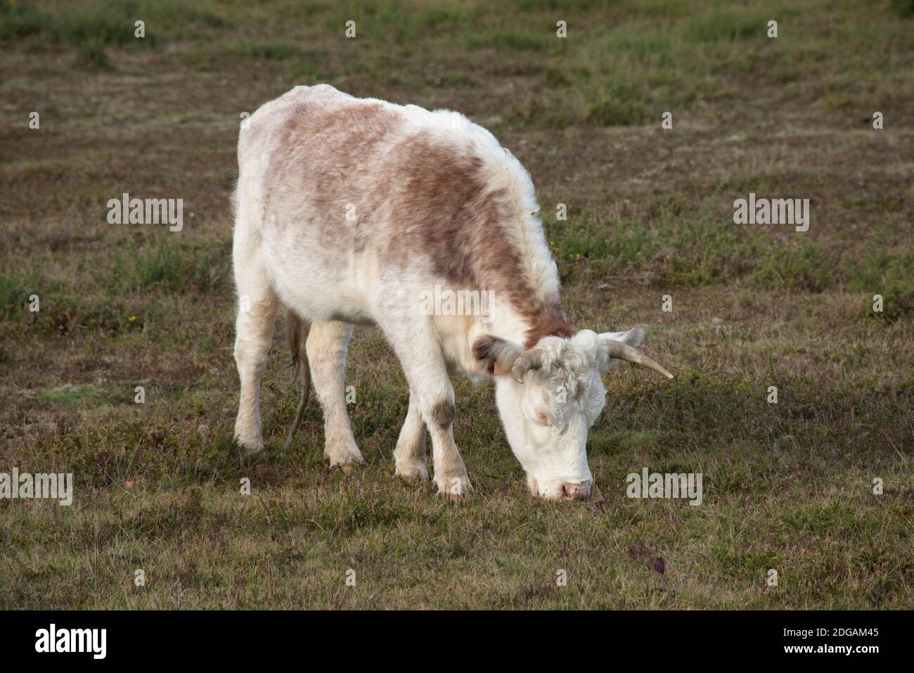 A beef steer grazing on Greenham Common BBOWT Nature Reserve to manage and conserve vegetation and grass, Newbury, Berkshire, November Stock Photo
