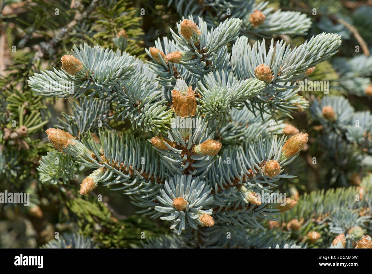 Young needles of blue spruce or Colorado spruce (Picea pungens) on an ornamental conifer tree, Berkshe, May Stock Photo