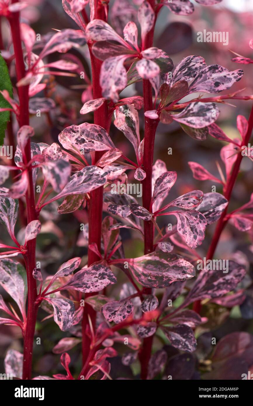 Red, cream and pink variegated leaves of Berberis thunbergii f. atropurpureum 'Harlequin' a deciduous compact, spiny ornamental shrub, Berkshire, June Stock Photo