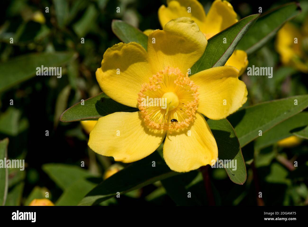 Ludlow's tree peony (Paeonia ludlowii) yellow flower of large flowering garden shrub, Berkshire, June Stock Photo