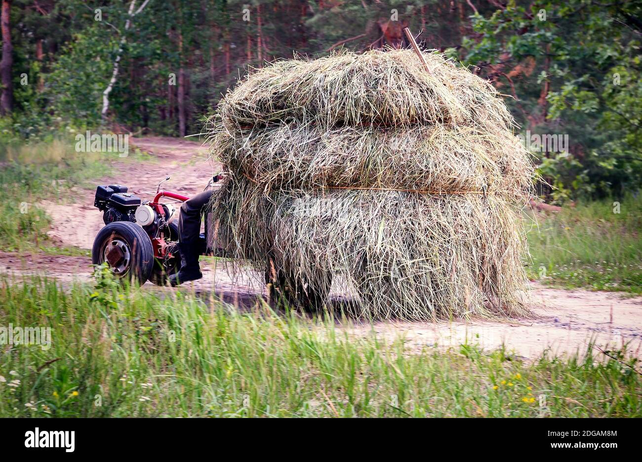 Носить сено. Трактор везет сено. Носят сено. В чем носили сено. Трактор везет сено картинки.