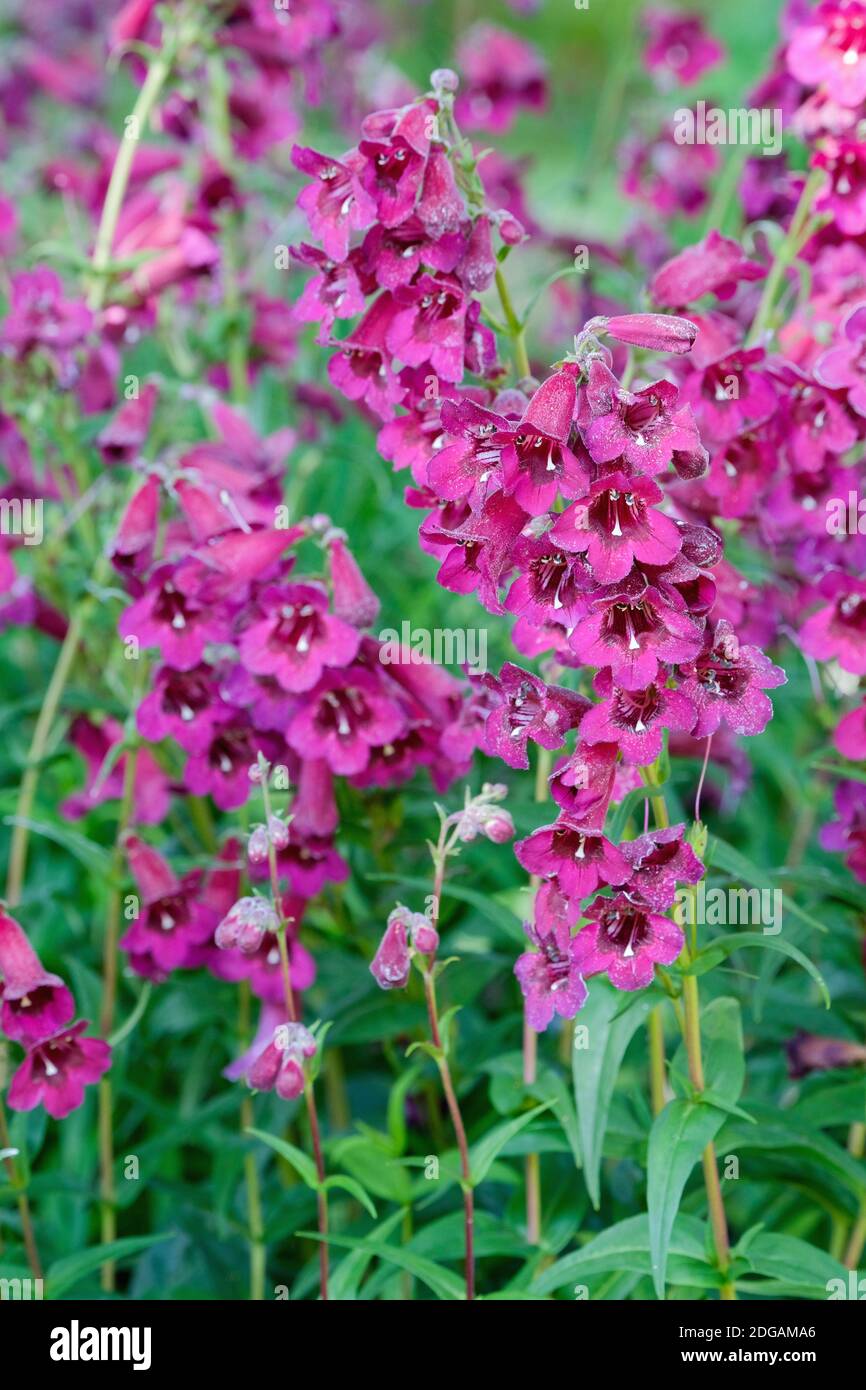 Rich, ruby-red bell flowers of penstemon 'Rich Ruby'. Beard tongue 'Rich Ruby'. Beardtongue 'Rich Ruby'. Stock Photo