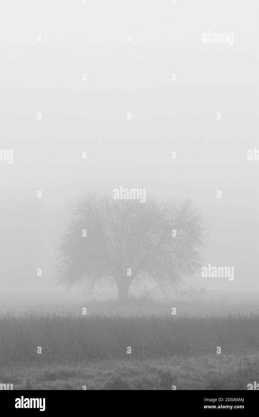 Lonely single tree on field enfolded in morning fog in autumn Stock Photo