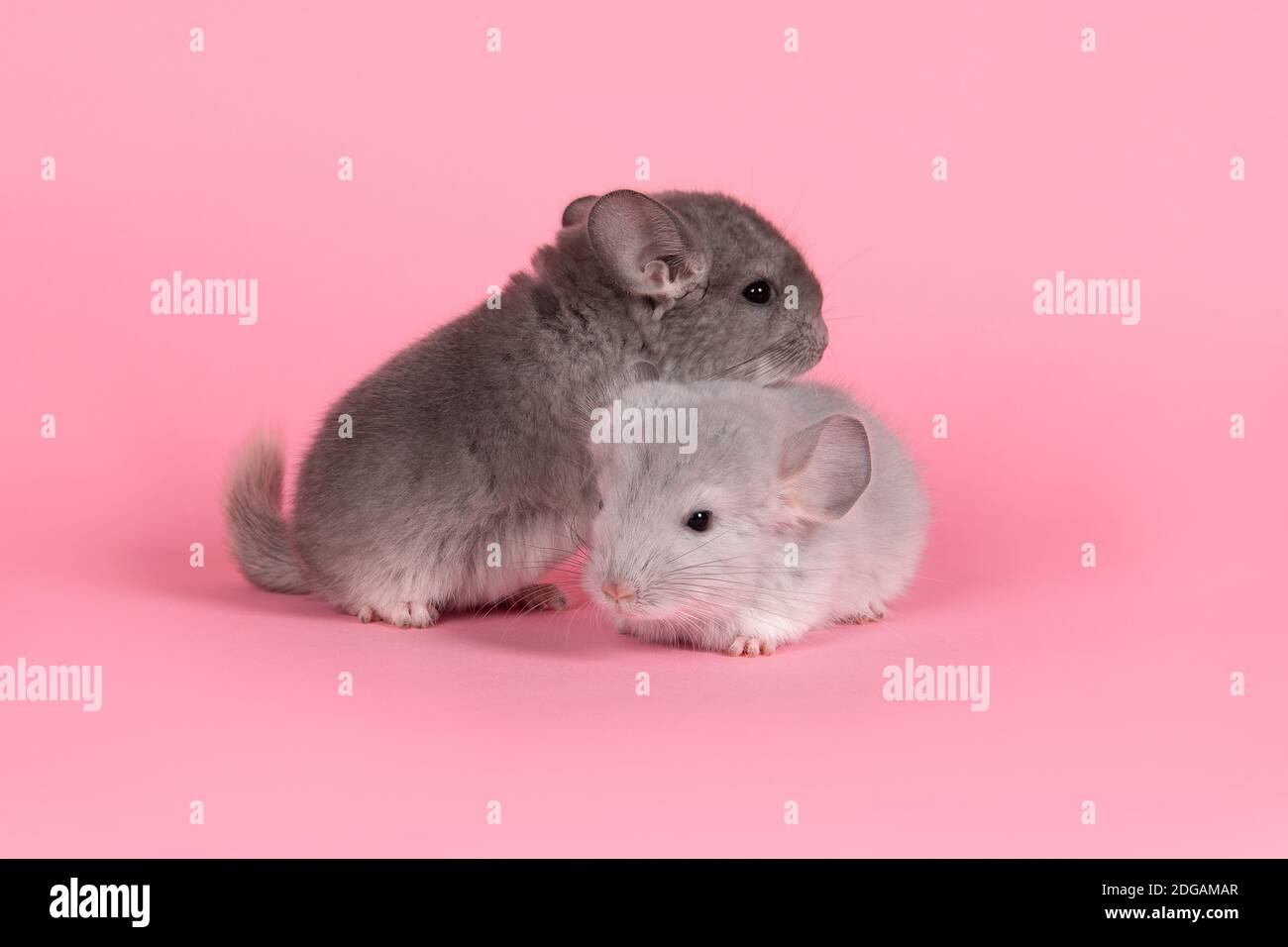 Two cute gray baby chinchillas together on a pink background Stock Photo