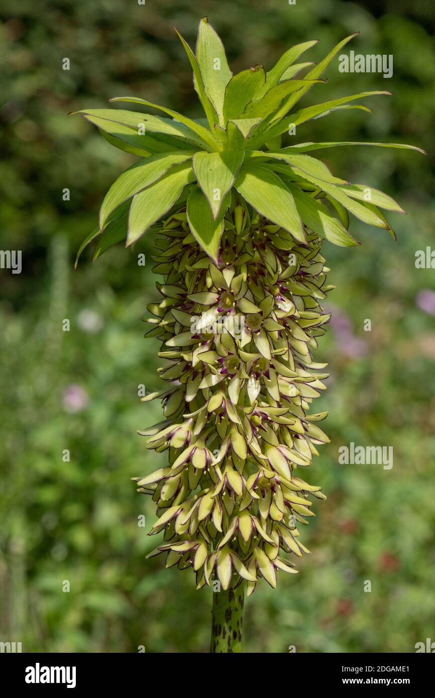 Pineapple lily (Eucomis bicolor) raceme of green flowers with purple edges to the petals and topped by purple edged leaf-like bracts Stock Photo