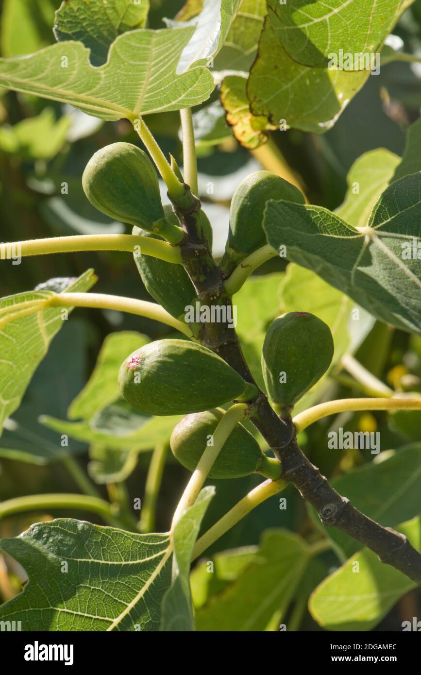 Leaves and green maturing fruit on a common fig (Ficus carica) 'Brown Turkey' tree, Berkshire, September Stock Photo