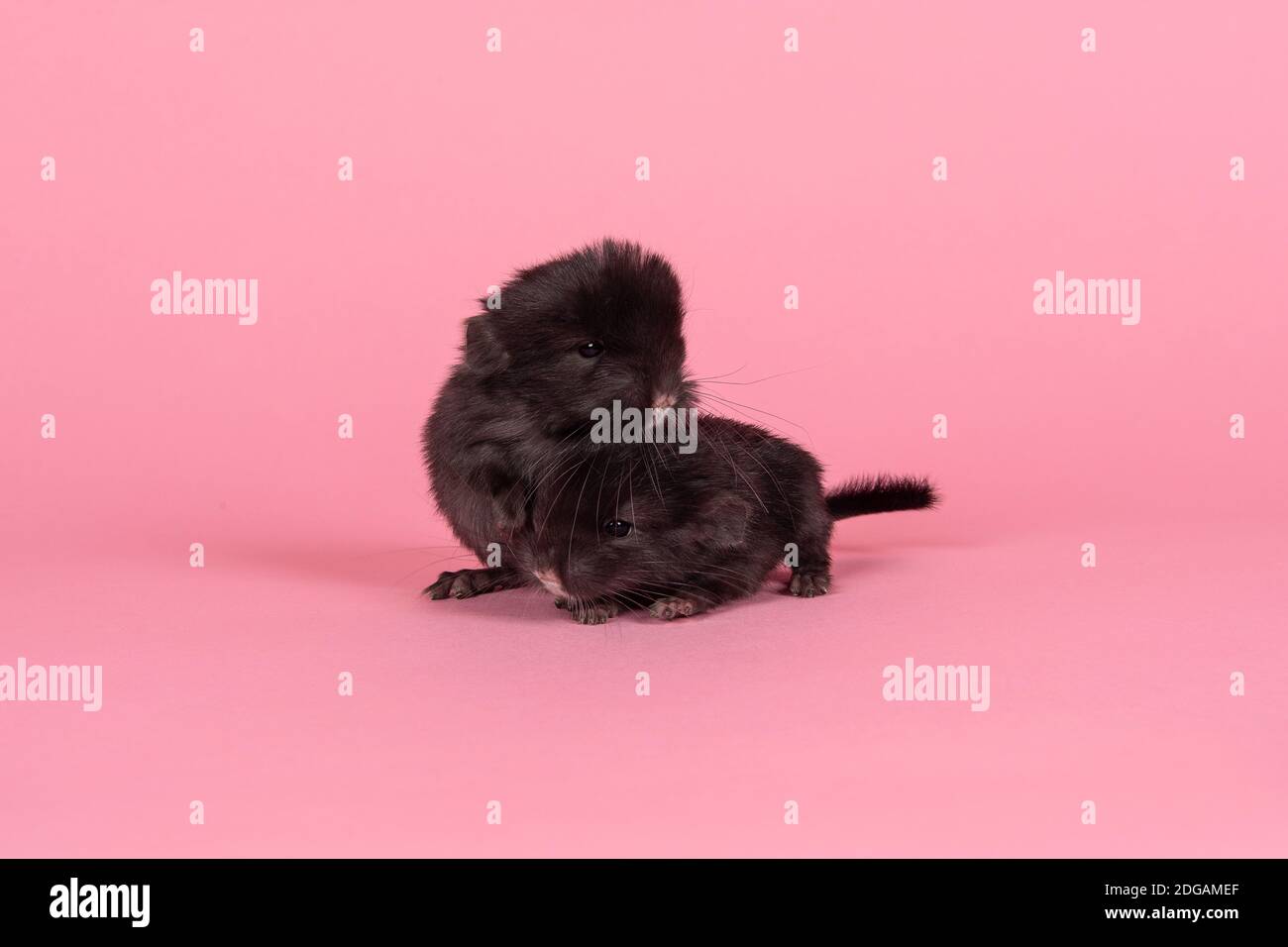 Two cute black baby chinchillas together on a pink background Stock Photo