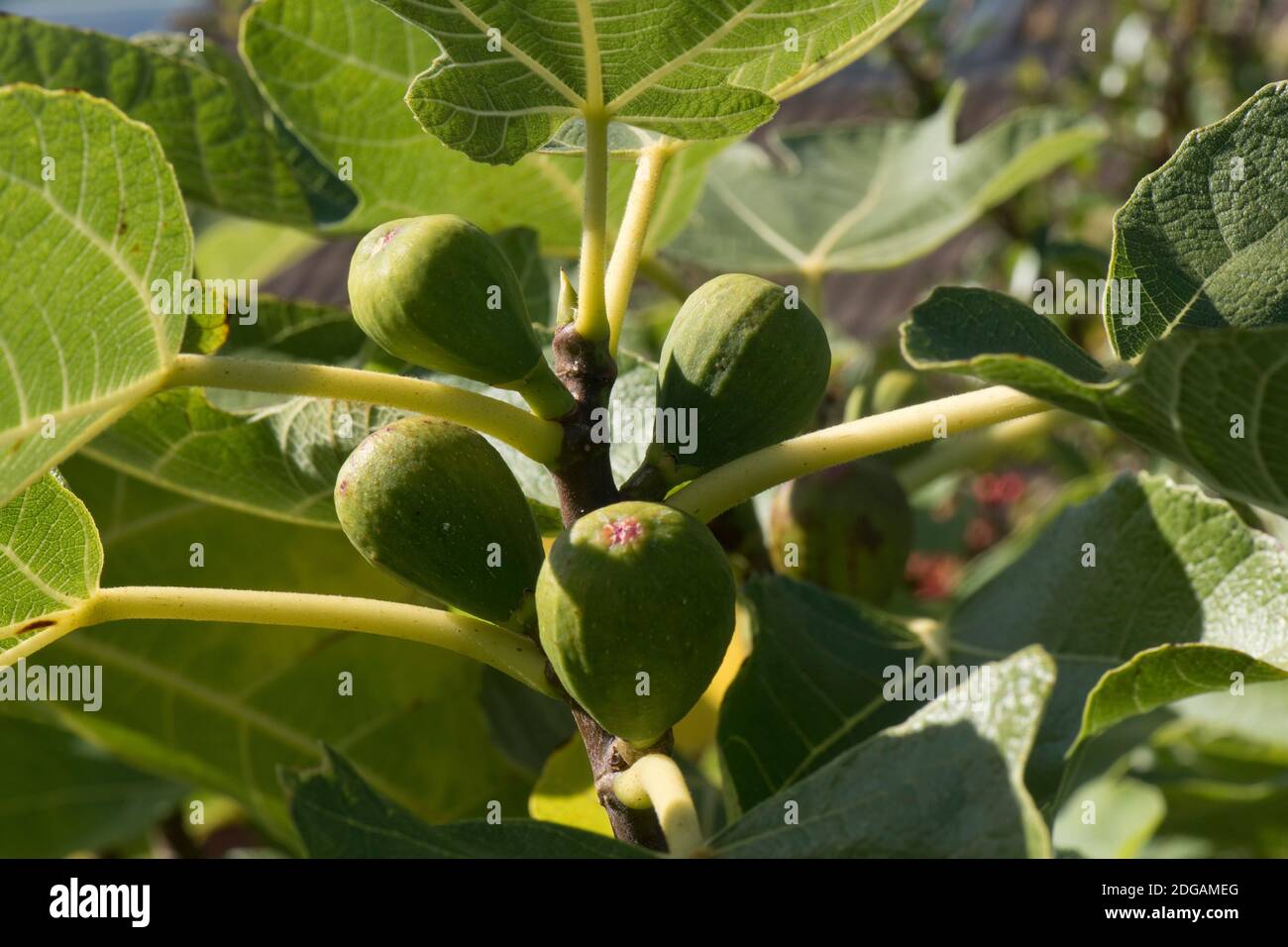Leaves and green maturing fruit on a common fig (Ficus carica) 'Brown Turkey' tree, Berkshire, September Stock Photo