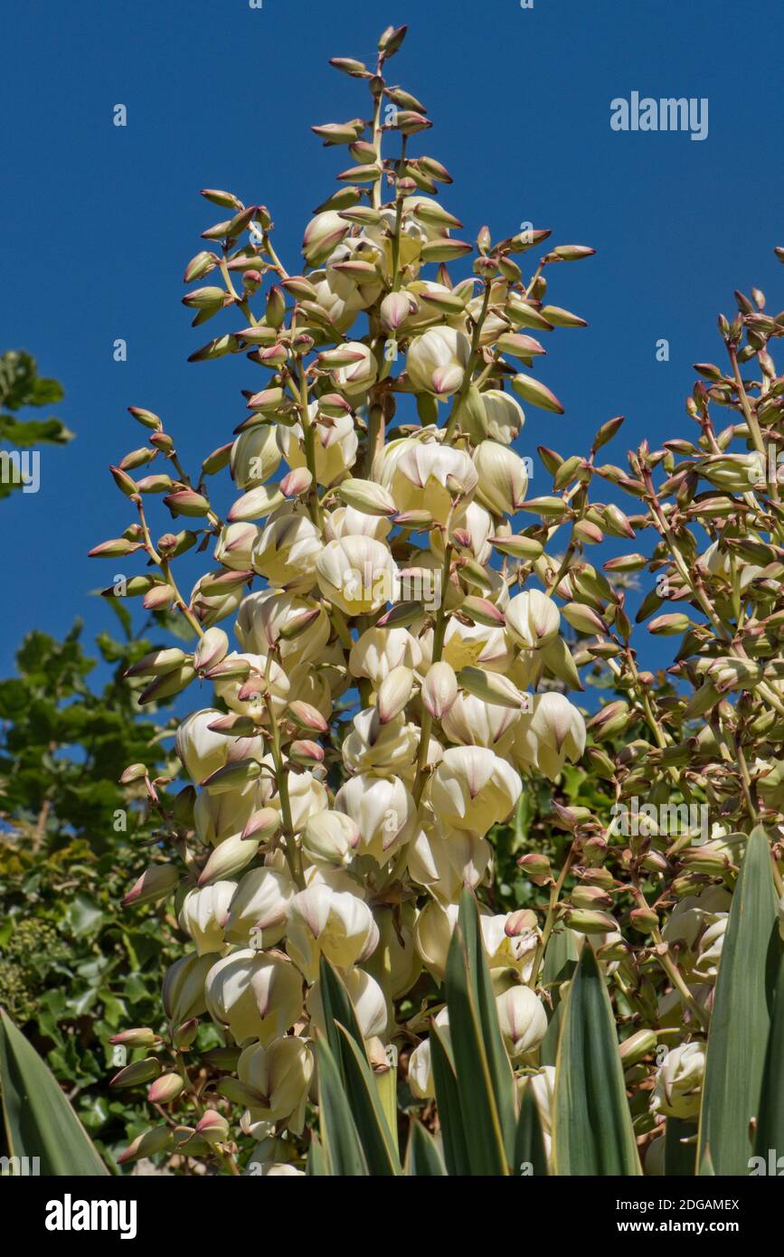 Flower spikes of variegated Spanish dagger (Yucca gloriosa 'Variegata') - white flowers against a blue sky, Berkshire, September Stock Photo