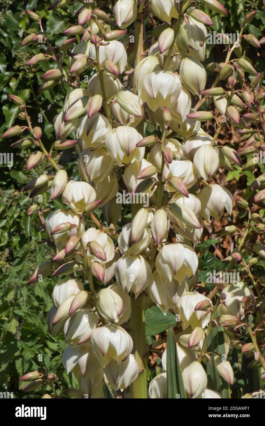 Flower spikes of variegated Spanish dagger (Yucca gloriosa 'Variegata') - white flowers, Berkshire, September Stock Photo