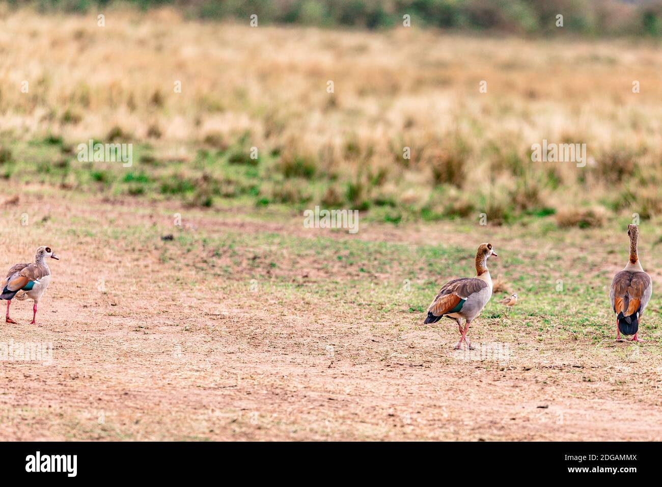 Wildlife Animals in The Maasai Mara National Reserve Park In Narok County, Kenya Stock Photo