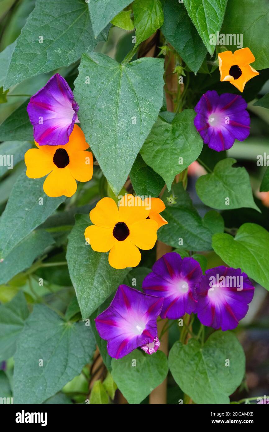 Thunbergia alata 'Orange Beauty'. Black Eyed Susan 'Orange Beauty' with Purple-blue flowers of Morning Glory 'Star Of Yalta', Ipomoea purpurea. Stock Photo