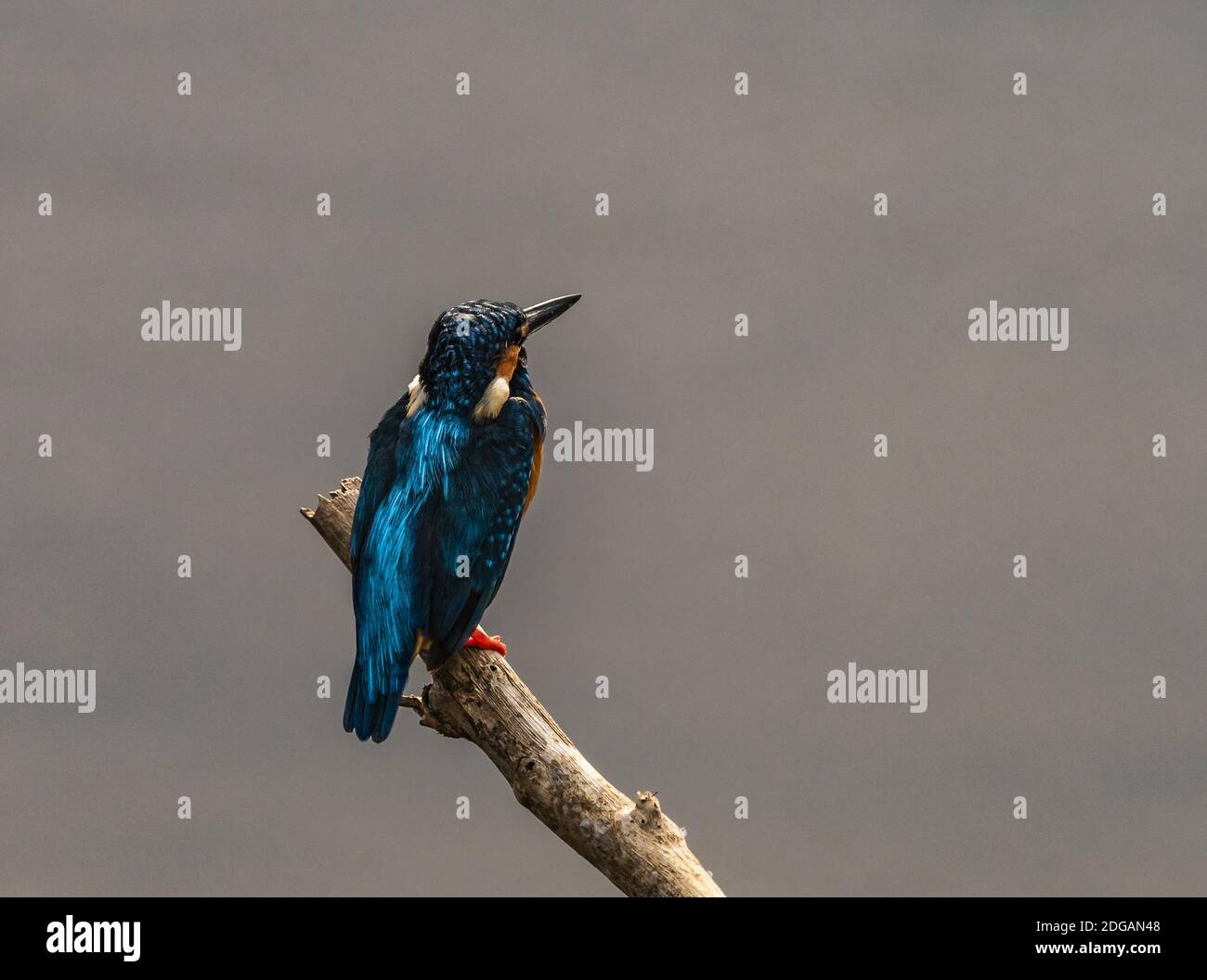 Ceylon Blue Eared Kingfisher Stock Photo