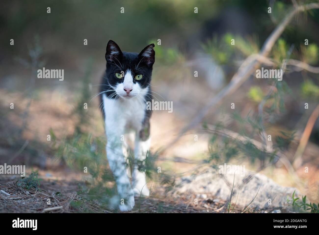 black and white stray cat with ear notch walking towards camera looking ...