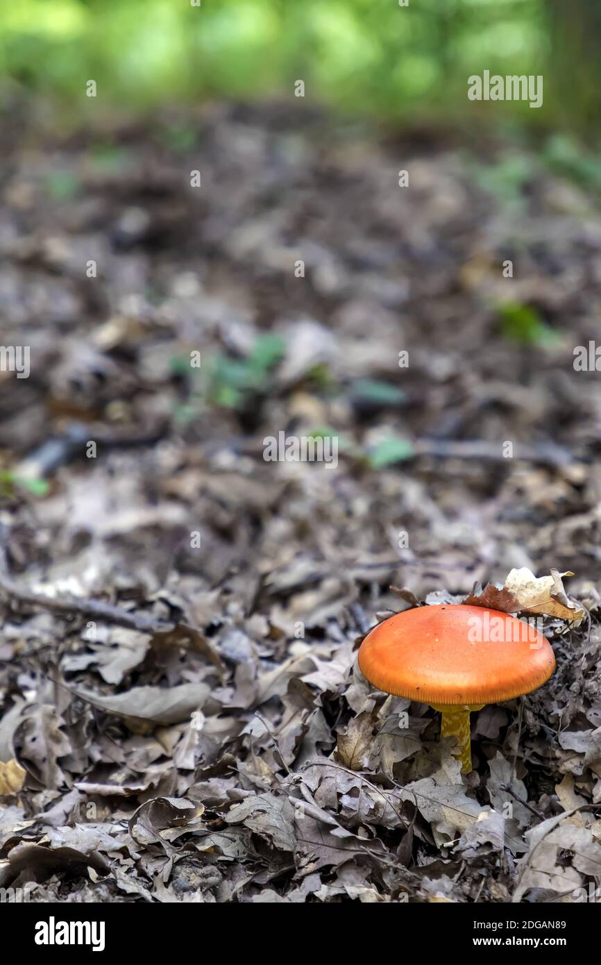 Young mushroom Stock Photo