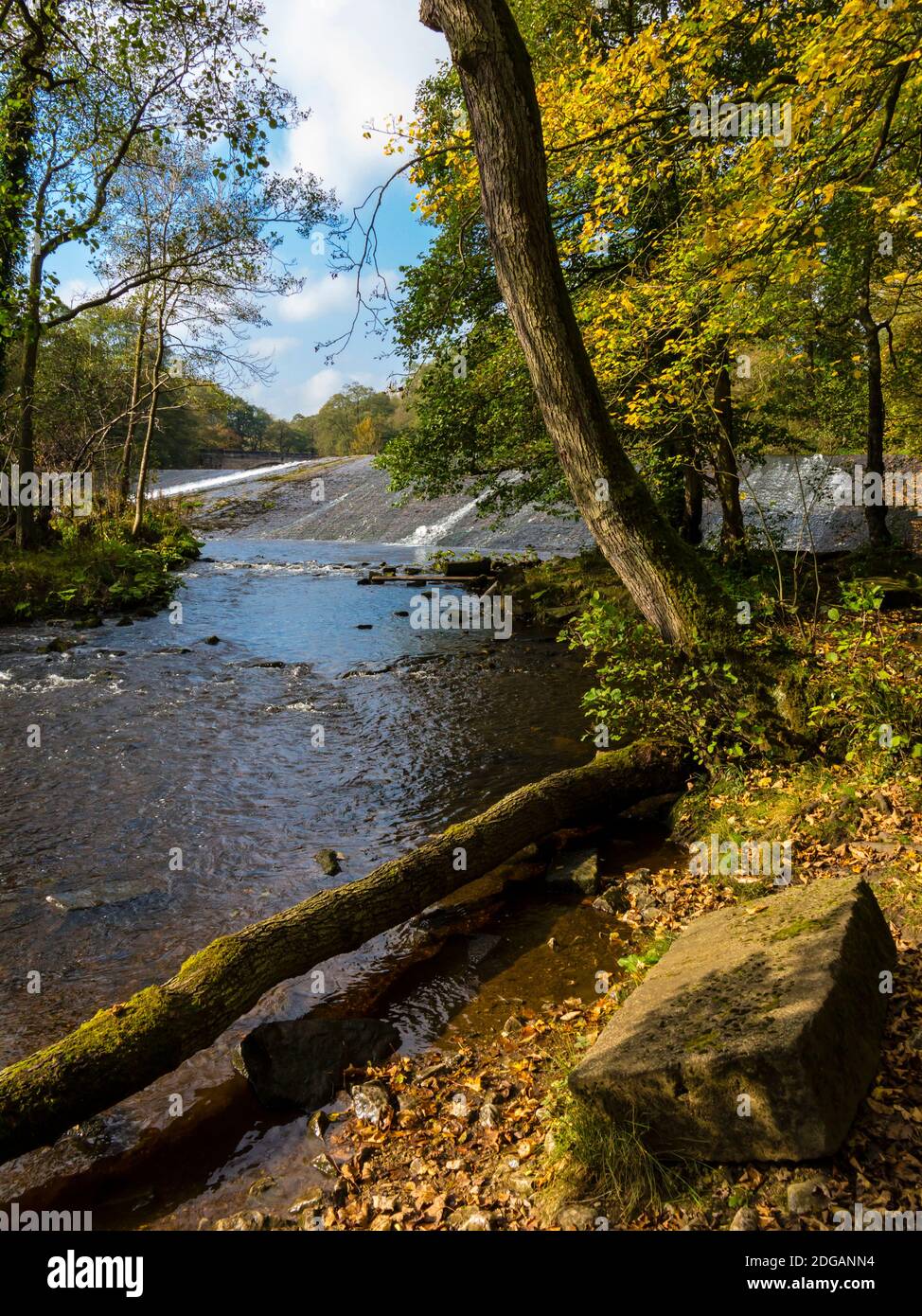 Autumn trees and weir next to the River Derwent near Calver and Froggatt in the Peak District National Park Derbyshire England UK Stock Photo
