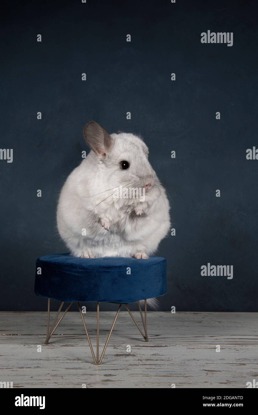 Cute white  chinchilla seen from the front on a small velvet stool on a classic blue background Stock Photo