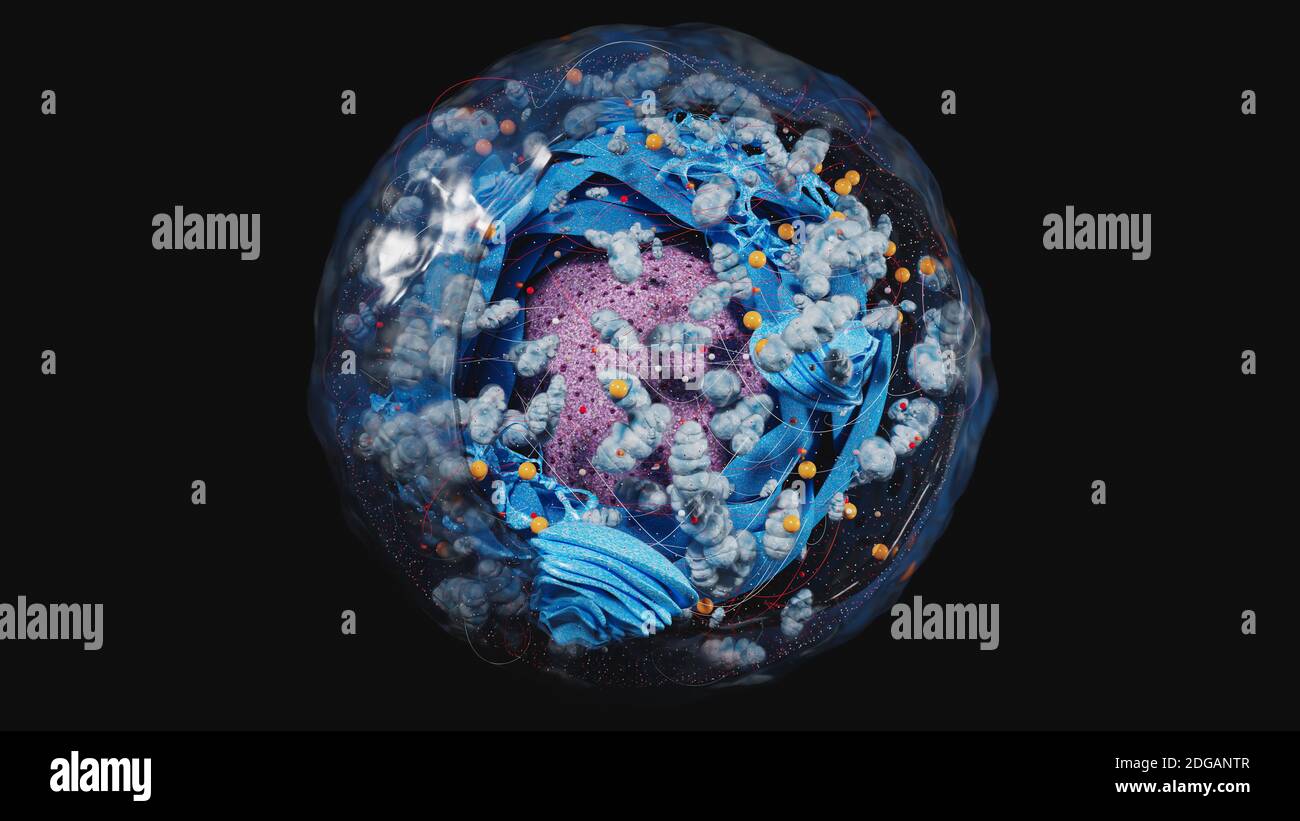 Structure of human cell, anatomy of cell, cellular environment, cellular concept with organelle: nucleus, membrane, mitochondria, Golgi apparatus  3d Stock Photo