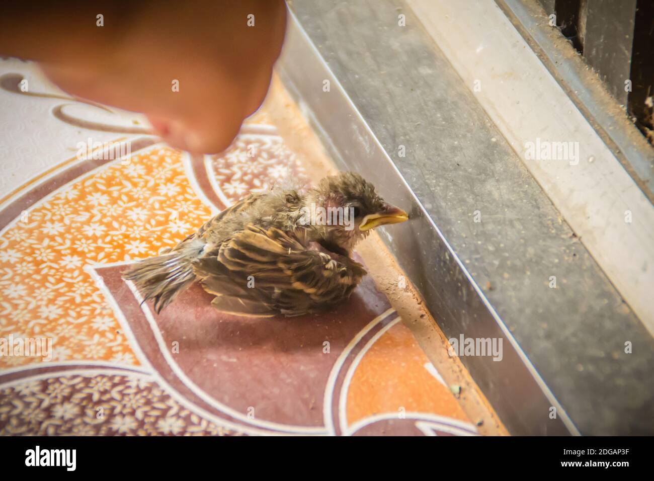 Pitiful fallen baby bird from the nest on tiles floor. Very young