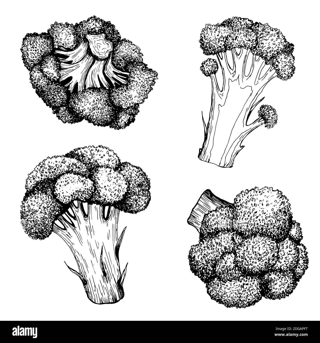 Black and White Broccoli Vegetable collection coloring page Organic Vegetarian product, isolated on white. Stock Vector