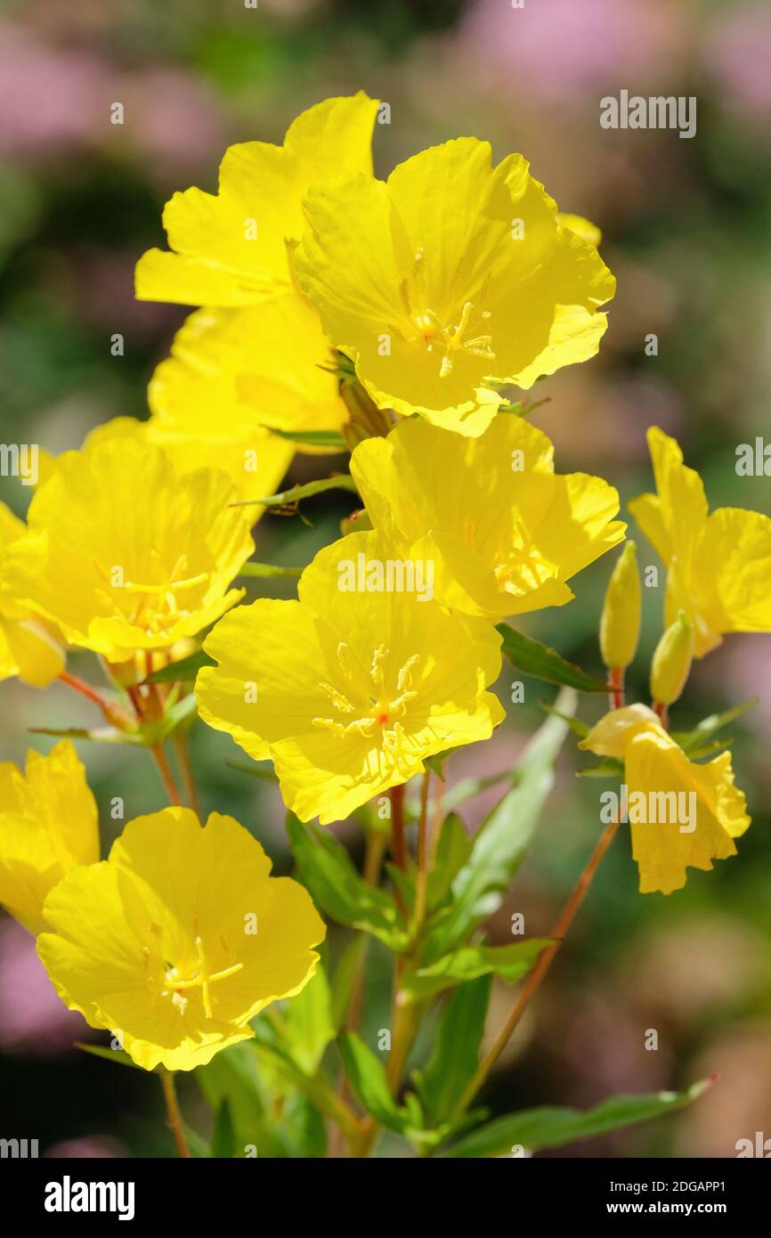 Close-up of yellow flowers of Oenothera fruticosa subspecies glauca glaucous. Evening primrose Stock Photo
