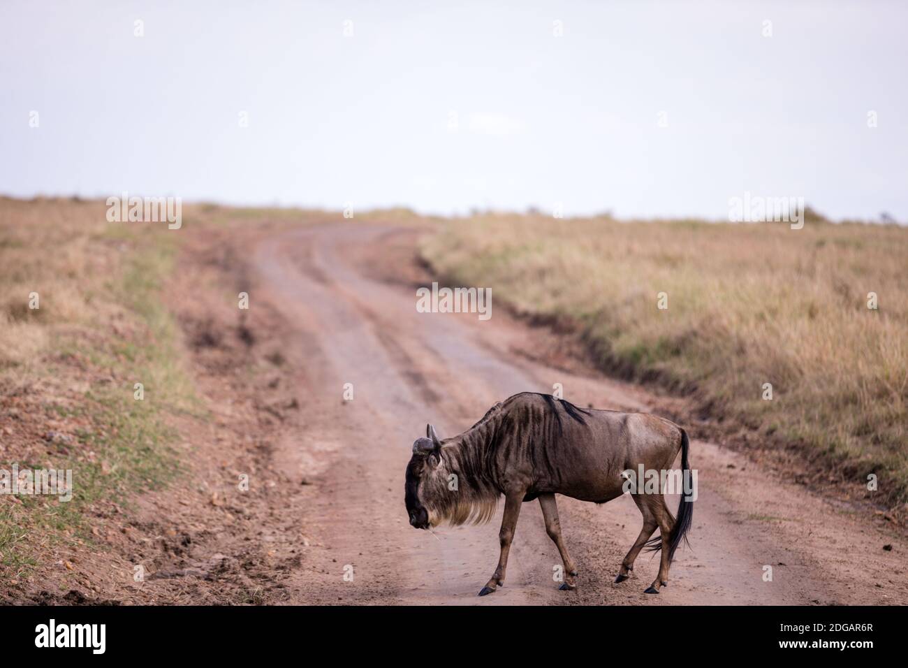 Wildlife Animals in The Maasai Mara National Reserve Park In Narok County, Kenya Stock Photo