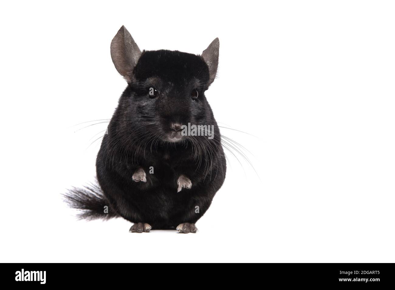 Black Chinchilla Hi Res Stock Photography And Images Alamy