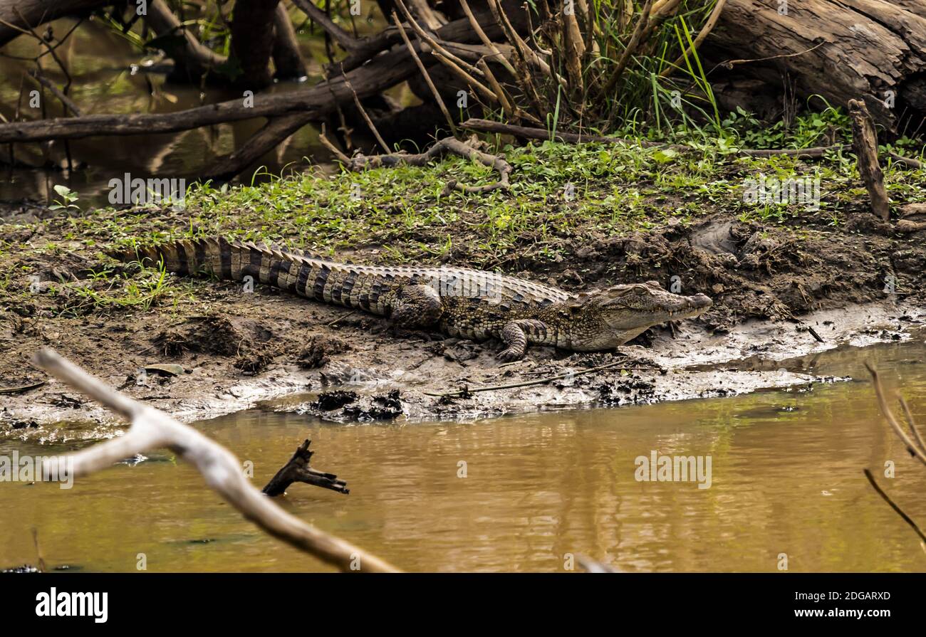 Yala NP - Crocodile Stock Photo