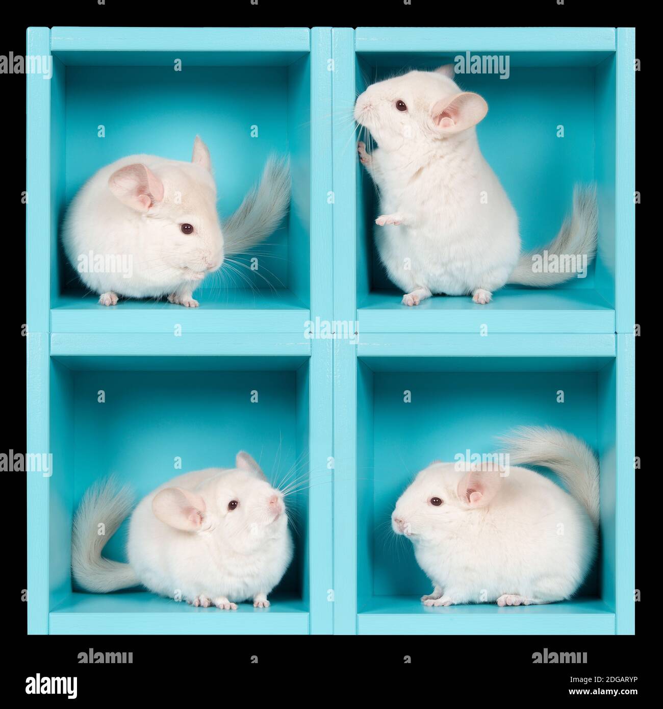 White chinchilla’s in a blue box in different positions Stock Photo