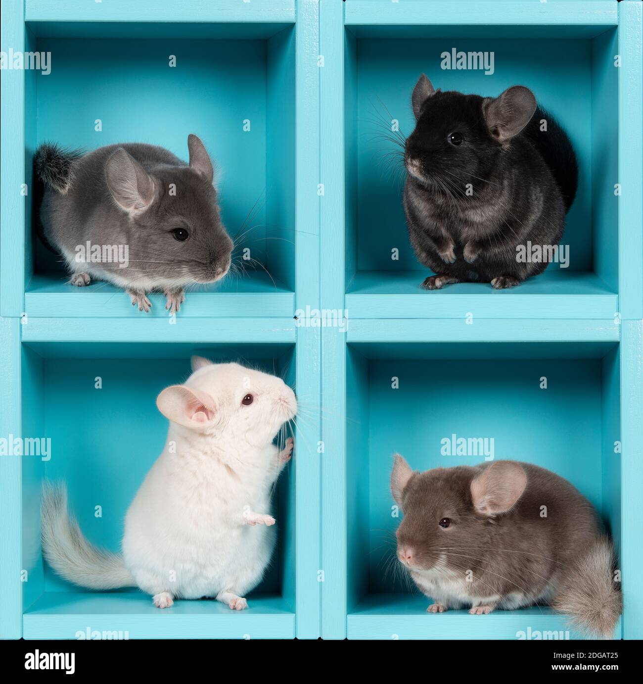 Four different chinchilla’s in different positions a blue box Stock Photo