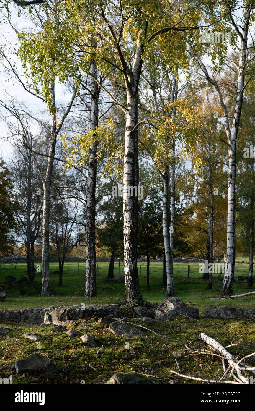 Silver birch trees sun summer hires stock photography and images Alamy