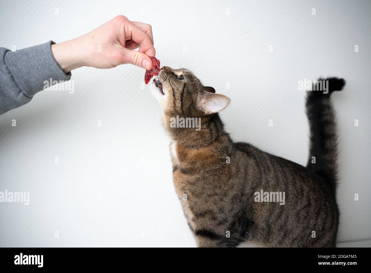 side view of human hand feeding cat with raw meat beef in front of