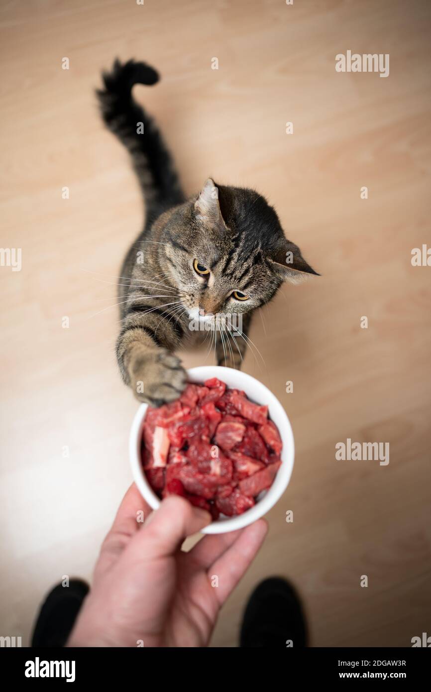 raw beef cats
