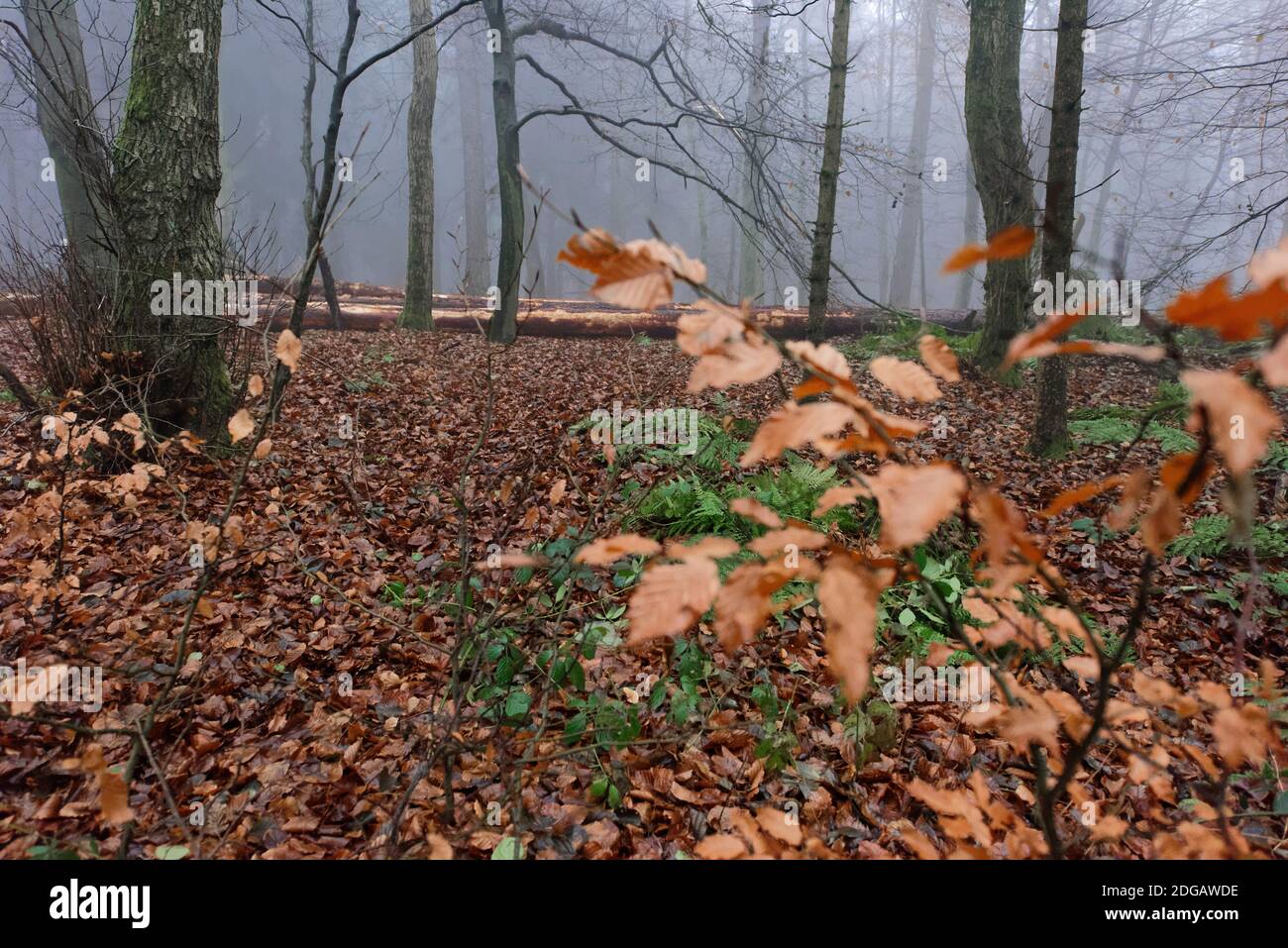 Herbst im Deister Nordmannsturm. Stock Photo