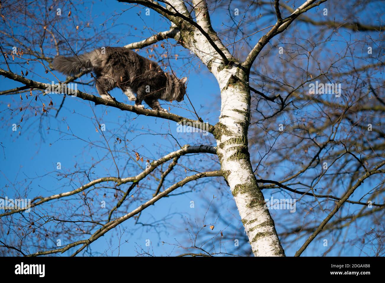 blue tabby white maine coon cat climbing on birch tree outdoors in