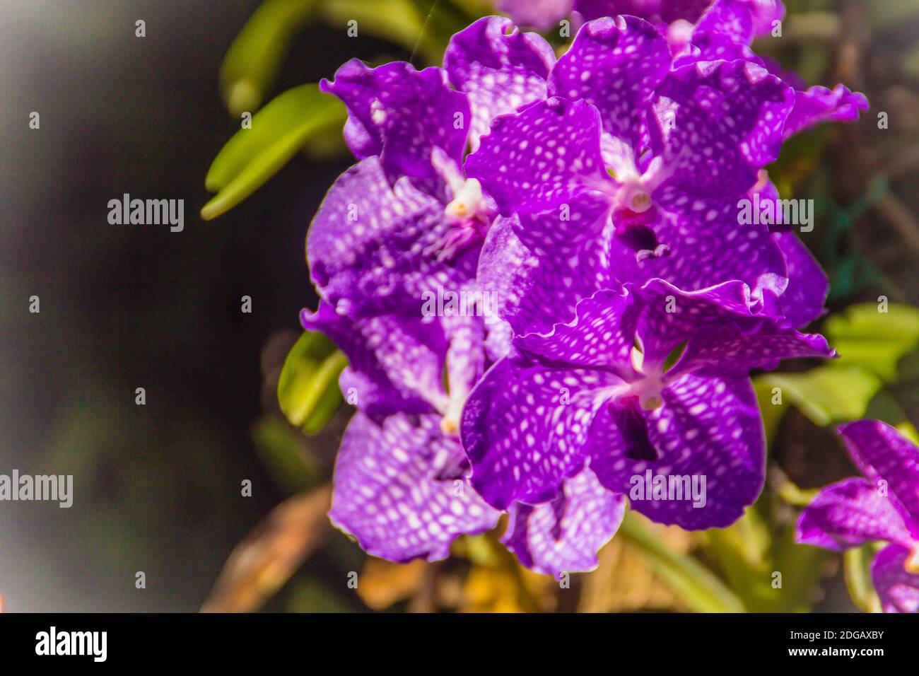 Vanda Sansai Blue orchid flowers under sunshine look like purple orchid . Vanda coerulea