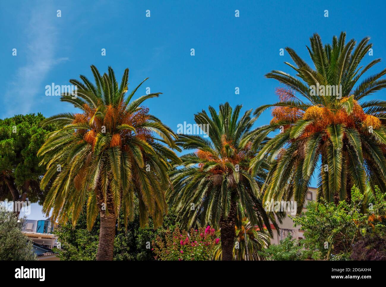 Beautiful green park palm trees hi-res stock photography and images - Alamy
