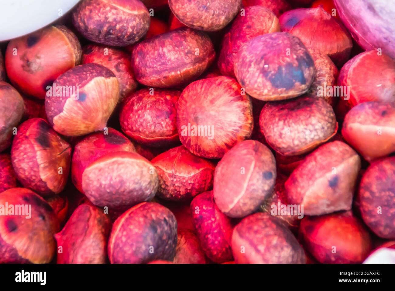 Roasted Thai Castanea nuts for sale in the local market. Castanopsis inermis is also known as chinquapin or chinkapin, is a genus of evergreen trees b Stock Photo
