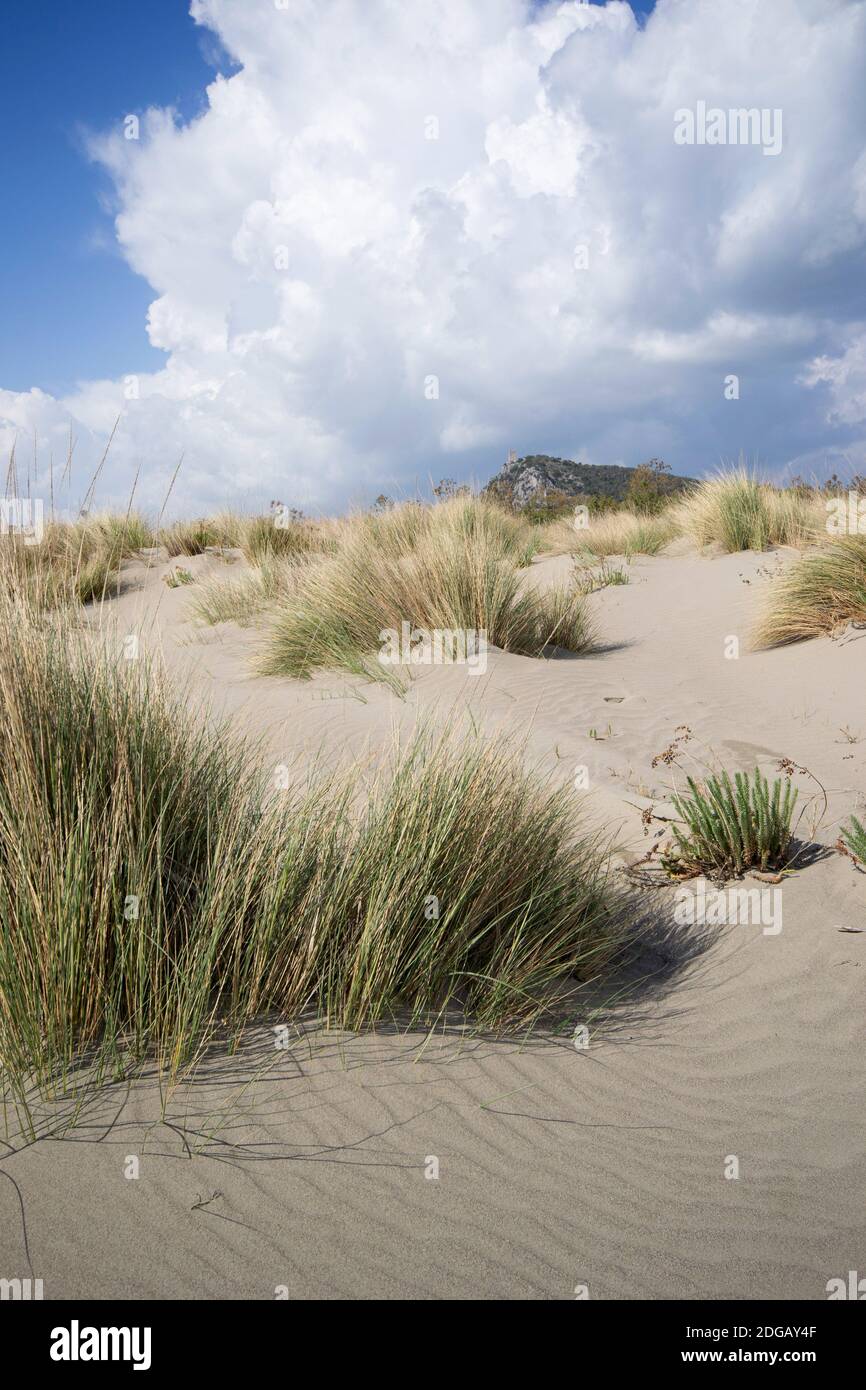 sand dune with bushy grass in Tuscany land on a cloudy and bright day Stock Photo
