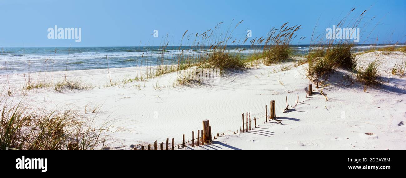Tall grass on the beach, Perdido Key Area, Gulf Islands National Seashore, Pensacola, Florida, USA Stock Photo
